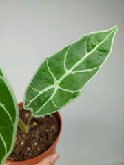 Sad Plants