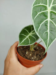 Sad Plants