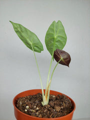 Sad Plants