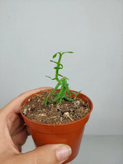 Sad Plants