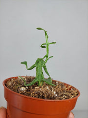 Sad Plants