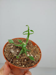 Sad Plants