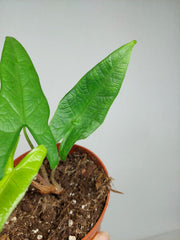 Sad Plants