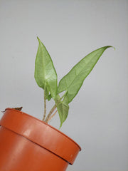 Sad Plants