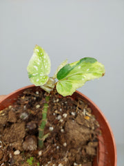 Sad Plants