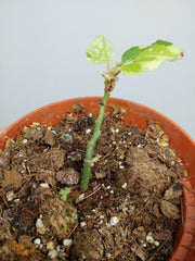 Sad Plants
