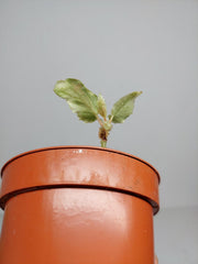 Sad Plants