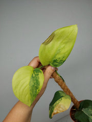 Sad Plants