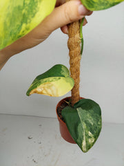 Sad Plants