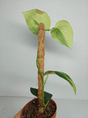 Sad Plants
