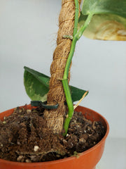 Sad Plants