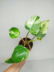 Sad Plants