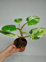 Sad Plants