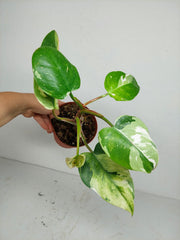 Sad Plants