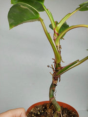 Sad Plants