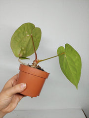 Sad Plants