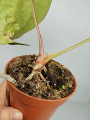 Sad Plants