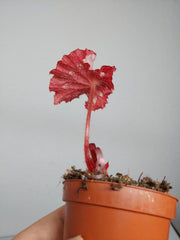 Sad Plants
