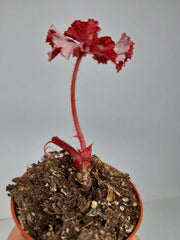 Sad Plants