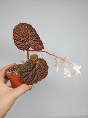 Sad Plants