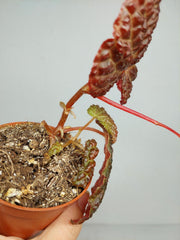 Sad Plants
