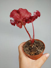 Sad Plants