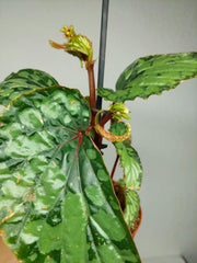 Sad Plants