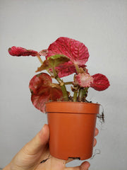 Begonia Midnight Sun Variegata