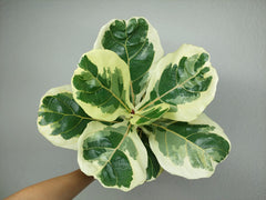 Ficus Lyrata Variegata