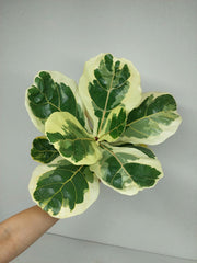 Ficus Lyrata Variegata
