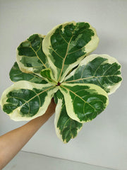 Ficus Lyrata Variegata