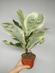 Ficus Lyrata Variegata