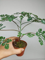 Adenia Perrieri