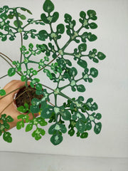 Adenia Perrieri