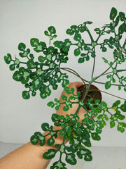 Adenia Perrieri
