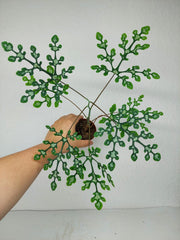 Adenia Perrieri