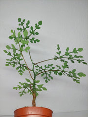 Adenia Perrieri