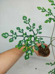 Adenia Perrieri
