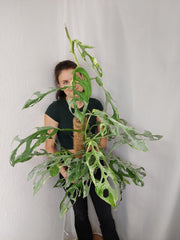 Monstera Adansonii Indonesian Marble