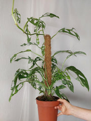 Monstera Adansonii Indonesian Marble