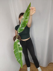 Sad Plants