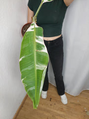 Sad Plants