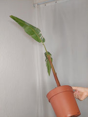 Sad Plants