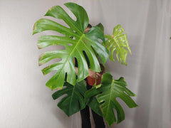 Monstera Green on Green