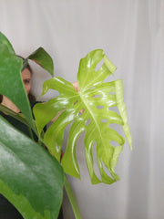 Monstera Green on Green