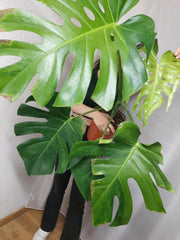 Monstera Green on Green