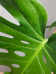 Monstera Green on Green