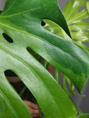 Monstera Green on Green