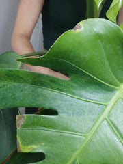 Monstera Green on Green