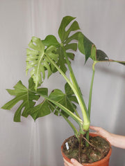 Monstera Green on Green